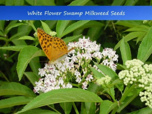 20 Heirloom Flower Seeds White Swamp Milkweed Asclepias incarnata Annual Perennial