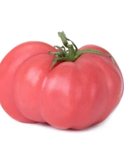 20 Heirloom Pink Brandywine Tomato Seeds - Rich Flavor, Non-GMO, Perfect for Slicing