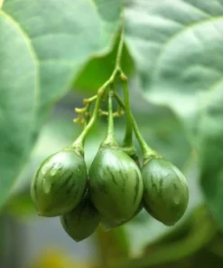 20 Heirloom Rare Yellow Tree Tomato Seeds - Container Gardening - Solanum Betacea