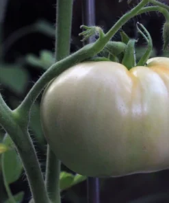 20 Heirloom Tomato Seeds - White Beauty Beefsteak Type - Creamy White - Non-GMO