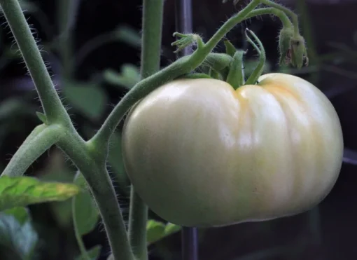 20 Heirloom Tomato Seeds - White Beauty Beefsteak Type - Creamy White - Non-GMO