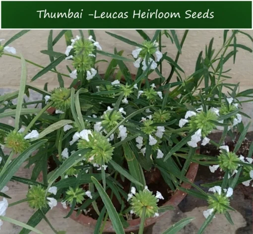 20 Herb Seeds Leucas aspera Thumbai - Ideal for Indoor & Outdoor Gardens