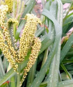 20 Seeds African Finger Millet Dragon's Claw Heirloom Non-GMO