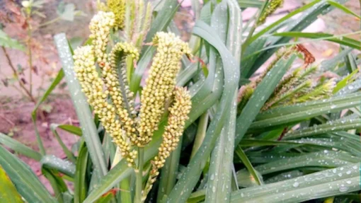 20 Seeds African Finger Millet Dragon's Claw Heirloom Non-GMO