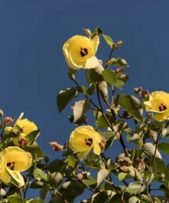 20 Seeds Sea Hibiscus Flower Tropical Plant Bright Yellow to Orange Blooms