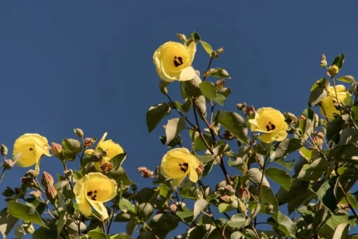 20 Seeds Sea Hibiscus Flower Tropical Plant Bright Yellow to Orange Blooms