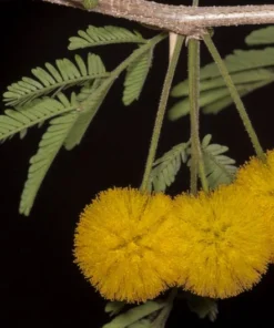 20 Seeds Vachellia Arabic Gum Acacia Nilotica Tropical Tree Seeds