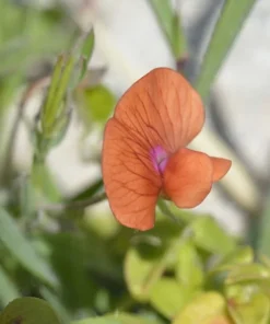 20 Sweet Pea Seeds - Prince of Orange - Butterfly-Friendly, Orange Blooms