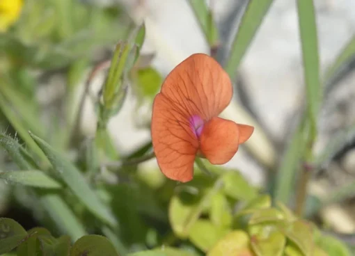 20 Sweet Pea Seeds - Prince of Orange - Butterfly-Friendly, Orange Blooms