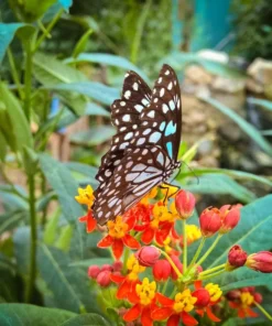 20 Tropical Flower Seeds - Tropical Milkweed - Annual/Perennial - Red and Yellow Blooms