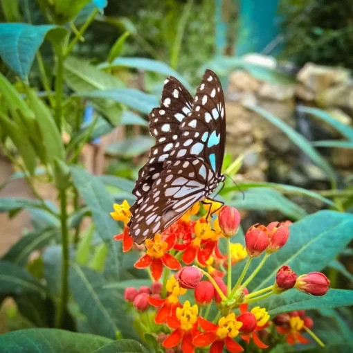 20 Tropical Flower Seeds - Tropical Milkweed - Annual/Perennial - Red and Yellow Blooms