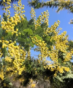 20 Tropical Seeds Sweet Acacia Bonsai Seeds Pack - Acacia Farnesiana - Bright Yellow Blooms