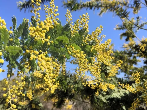 20 Tropical Seeds Sweet Acacia Bonsai Seeds Pack - Acacia Farnesiana - Bright Yellow Blooms