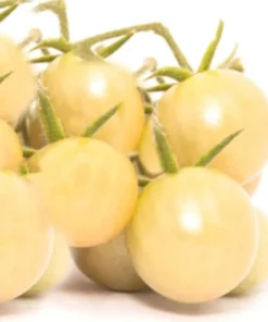 20 White Cherry Tomato Seeds - Heirloom Non-GMO Variety - Sweet Yellow Fruit