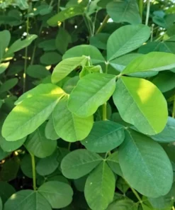 20 Wildflower Seeds - Smooth Rattlebox - Crotalaria pallida - Perennial Herb - Yellow Blooms