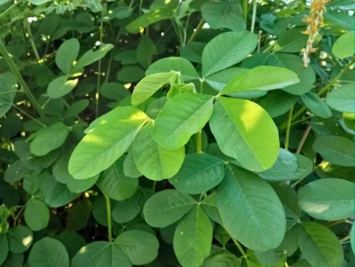 20 Wildflower Seeds - Smooth Rattlebox - Crotalaria pallida - Perennial Herb - Yellow Blooms