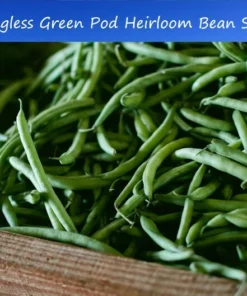 200 Stringless Green Pod Bean Seeds - Heirloom Bush Variety - Non-GMO - Open Pollinated