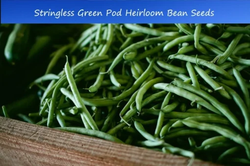 200 Stringless Green Pod Bean Seeds - Heirloom Bush Variety - Non-GMO - Open Pollinated