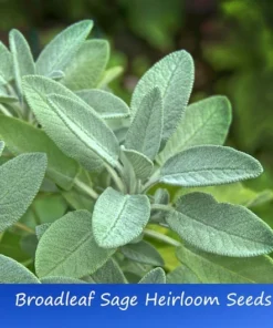 25 Heirloom Broadleaf SAGE Seeds - Culinary Herb - Gray-Green Leaves - Non-GMO