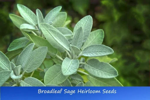 25 Heirloom Broadleaf SAGE Seeds - Culinary Herb - Gray-Green Leaves - Non-GMO