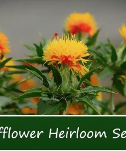 250 Heirloom Safflower Seeds - Annual Flower - Drought-Tolerant, Orange-Yellow Blooms