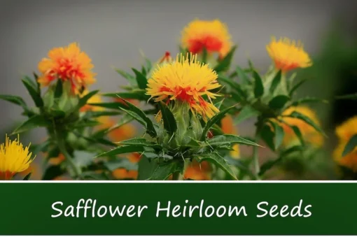 250 Heirloom Safflower Seeds - Annual Flower - Drought-Tolerant, Orange-Yellow Blooms