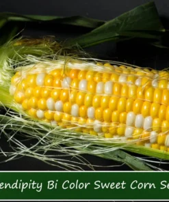 250 Heirloom Serendipity Corn Seeds - Super Sweet Bi-Color Variety - Non-GMO