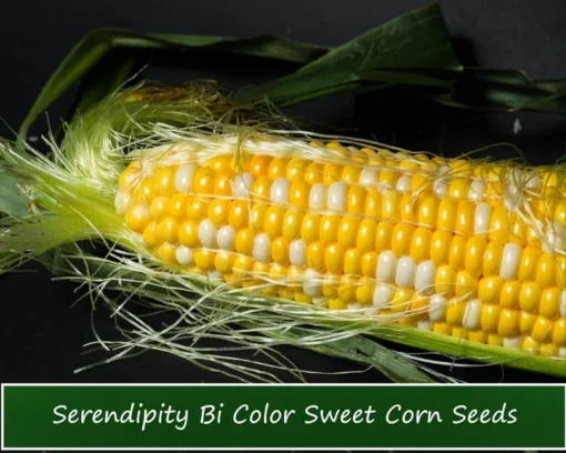 250 Heirloom Serendipity Corn Seeds - Super Sweet Bi-Color Variety - Non-GMO