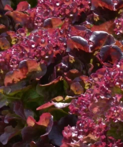 250 Ruby Red Leaf Lettuce Seeds - Heirloom Vegetable Seeds - Non-GMO