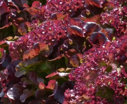 250 Ruby Red Leaf Lettuce Seeds - Heirloom Vegetable Seeds - Non-GMO