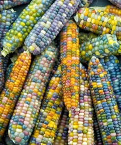 30 Heirloom Corn Seeds - Non-GMO Glass Bead Varieties for Colorful Gardens