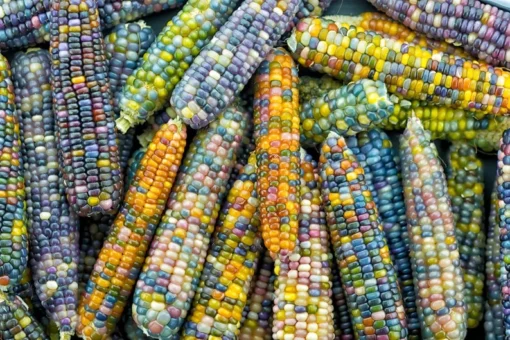 30 Heirloom Corn Seeds - Non-GMO Glass Bead Varieties for Colorful Gardens