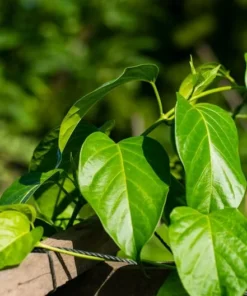 5 Gymnema sylvestre Seeds by Serendipity Seeds - Tropical Plant - Limited Supply