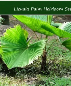 5 Licuala Grandis Seeds - Tropical Palm Seeds - Exotic Green Foliage