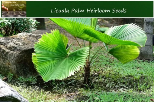 5 Licuala Grandis Seeds - Tropical Palm Seeds - Exotic Green Foliage