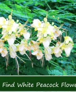 5 Tropical Seeds - White Peacock Flower - 5 Seeds - Caesalpinia Pulcherrima - White - Natural