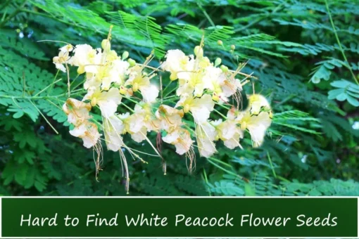 5 Tropical Seeds - White Peacock Flower - 5 Seeds - Caesalpinia Pulcherrima - White - Natural