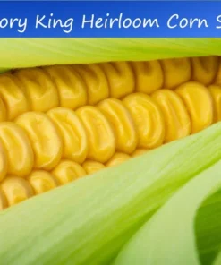 50 Heirloom Seeds Hickory King Yellow Corn 50 Count Yellow Non-GMO