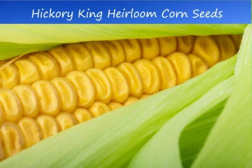 50 Heirloom Seeds Hickory King Yellow Corn 50 Count Yellow Non-GMO