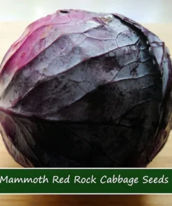 50 Mammoth Red Rock Cabbage Seeds - Heirloom Non-GMO Red Cabbage for Home Gardens