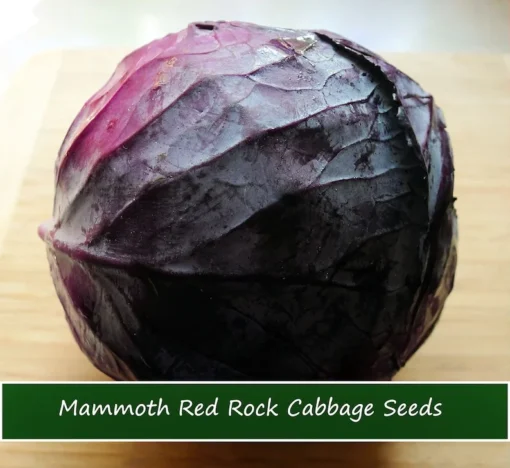 50 Mammoth Red Rock Cabbage Seeds - Heirloom Non-GMO Red Cabbage for Home Gardens