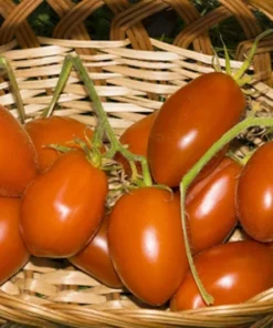 50 Roma Paste Heirloom Tomato Seeds - Ideal for Sauces & Fresh Eating - Non-GMO