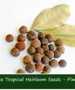 Allspice Seeds - 20 Dry Berries in Shell for Indoor or Outdoor Gardening