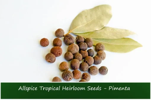 Allspice Seeds - 20 Dry Berries in Shell for Indoor or Outdoor Gardening