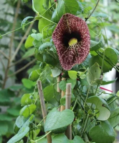 Aristolochia TROPICAL SEEDS - Indian Birthwort - 50 Seeds - Green Vines - Non-GMO