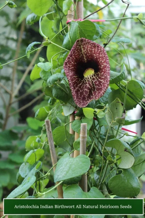 Aristolochia TROPICAL SEEDS - Indian Birthwort - 50 Seeds - Green Vines - Non-GMO