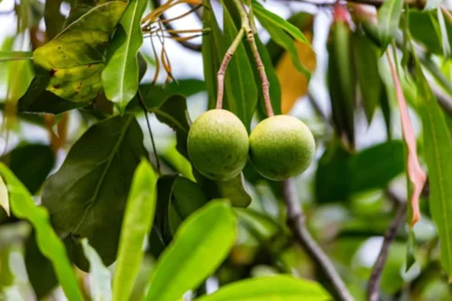 Balsa Wood Seeds by [Brand Name] - 20 Tropical Seeds - Ornamental Bonsai - Light Wood Plant