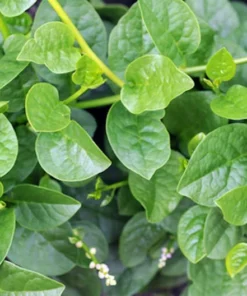 Basella alba Seeds - Indian Malabar Spinach - 20 Pack - Greenhouse Tropical Gardening