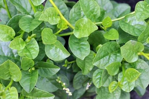 Basella alba Seeds - Indian Malabar Spinach - 20 Pack - Greenhouse Tropical Gardening