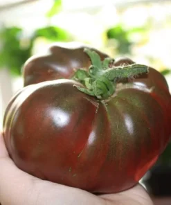 Cherokee Purple Heirloom Tomato Seeds - 20 Beefsteak Seeds - Vibrant Purple Color